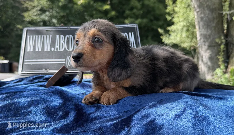 Russian pol – Miniature Dachshund puppy for sale in Oneonta, NY