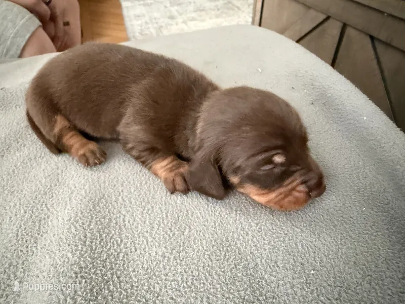 Champion bred AKC import smooth – Miniature Dachshund puppy for sale in Oneonta, NY