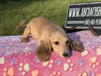 Cream import, a male Miniature Dachshund for sale in Oneonta, NY – Photo 3 of 9
