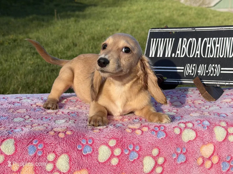 Cream import – Miniature Dachshund puppy for sale in Oneonta, NY