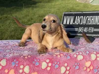 Cream import, a male Miniature Dachshund for sale in Oneonta, NY – Photo 1 of 9