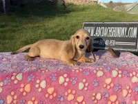 Cream import, a male Miniature Dachshund for sale in Oneonta, NY – Photo 4 of 9