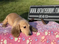Cream import, a male Miniature Dachshund for sale in Oneonta, NY – Photo 2 of 9