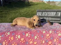 Cream import, a male Miniature Dachshund for sale in Oneonta, NY – Photo 5 of 9