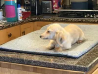 AKC ee pra clear, a female Miniature Dachshund for sale in Oneonta, NY – 4 of 7
