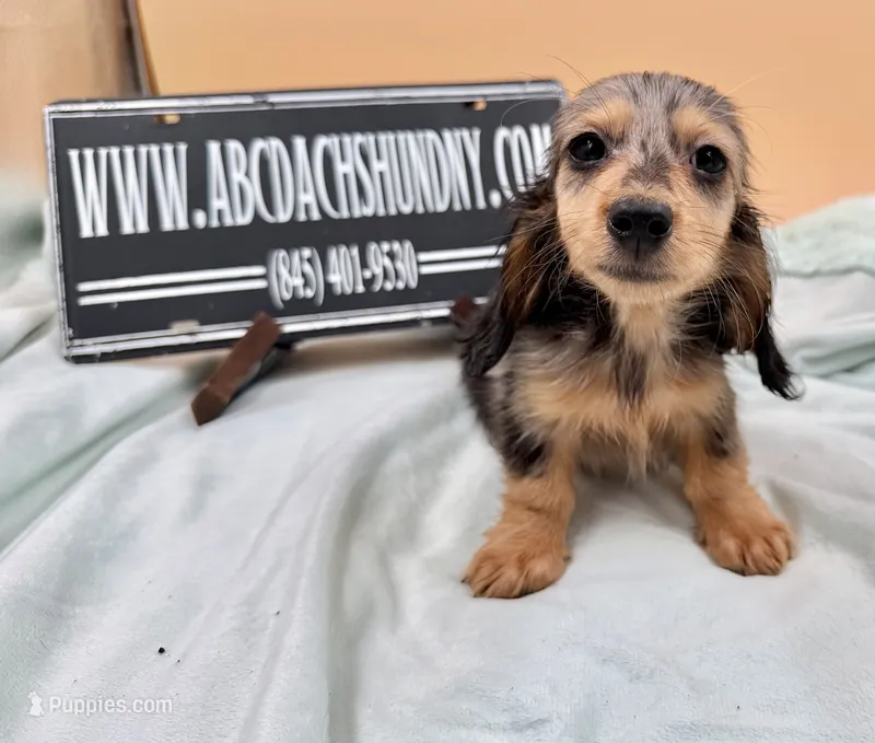 AKC Russian GCH MOM – Dachshund puppy for sale in Oneonta, NY