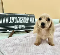 Charity South African , a female Miniature Dachshund for sale in Oneonta, NY – 6 of 9