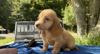 Ee red Russian , a male Miniature Dachshund for sale in Oneonta, NY – 4 of 4