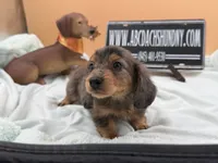 Pick of the litter Russian AKC , a male Miniature Dachshund for sale in Oneonta, NY – 4 of 10
