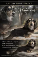 Import black and cream full AKC , a female Miniature Dachshund for sale in Oneonta, NY – 1 of 1