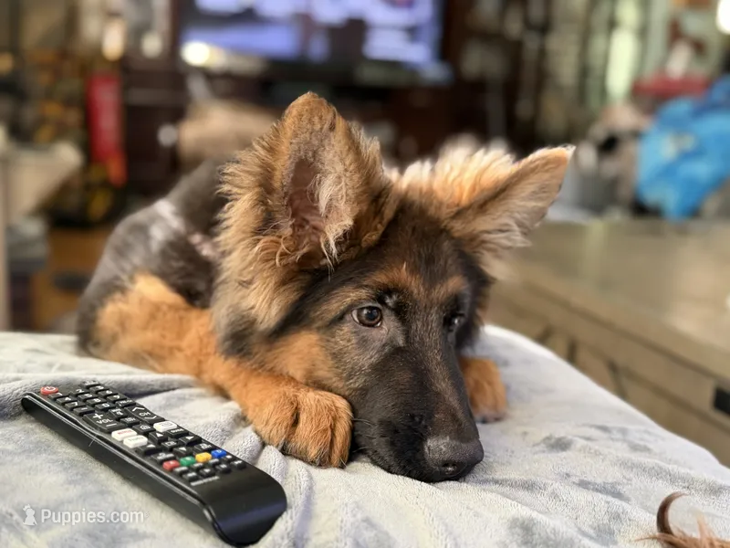 Import LH – German Shepherd Dog puppy for sale in Oneonta, NY