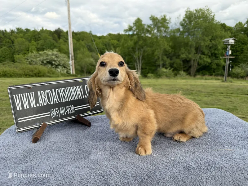 Cream import – Miniature Dachshund puppy for sale in Oneonta, NY