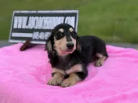 Russian sale, a female Miniature Dachshund for sale in Oneonta, NY – 10 of 10