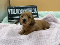 Dapple Russian akc, a female Miniature Dachshund for sale in Oneonta, NY – 5 of 7