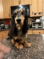Gideon Russian, a male Miniature Dachshund for sale in Oneonta, NY – 7 of 8