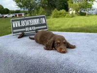 Russian, a male Miniature Dachshund for sale in Oneonta, NY – 3 of 10