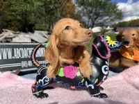 Russian AKC Carrie’s cream, a female Miniature Dachshund for sale in Oneonta, NY – 4 of 7
