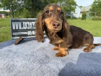 Russian akc, a male Miniature Dachshund for sale in Oneonta, NY – 4 of 9