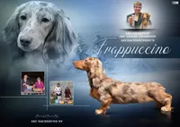 AKC Russian GCH MOM, a male Dachshund for sale in Oneonta, NY – 7 of 9