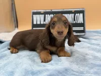 Russian overbite, a male Miniature Dachshund for sale in Oneonta, NY – Photo 9 of 10
