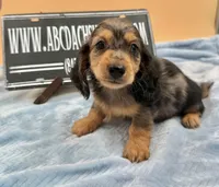 AKC Russian GCH MOM, a male Dachshund for sale in Oneonta, NY – 5 of 9