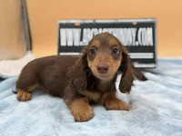 Russian overbite, a male Miniature Dachshund for sale in Oneonta, NY – Photo 10 of 10