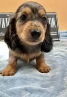AKC Russian GCH MOM, a male Dachshund for sale in Oneonta, NY – 2 of 9
