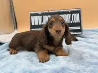 Russian overbite, a male Miniature Dachshund for sale in Oneonta, NY – Photo 7 of 10
