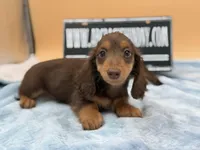 Russian overbite, a male Miniature Dachshund for sale in Oneonta, NY – Photo 8 of 10