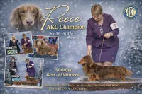 AKC Russian GCH MOM, a male Dachshund for sale in Oneonta, NY – 9 of 9