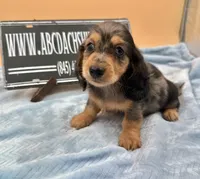 AKC Russian GCH MOM, a male Dachshund for sale in Oneonta, NY – 4 of 9
