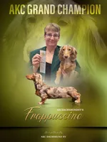 AKC Russian GCH MOM, a male Dachshund for sale in Oneonta, NY – 6 of 9