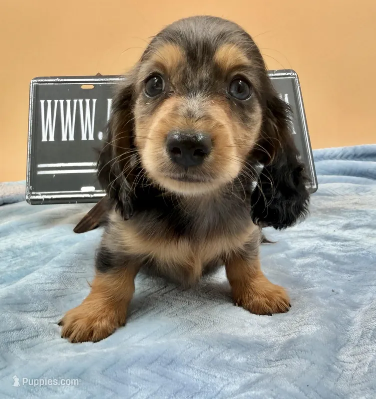 AKC Russian GCH MOM – Dachshund puppy for sale in Oneonta, NY