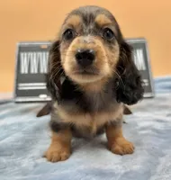 AKC Russian GCH MOM, a male Dachshund for sale in Oneonta, NY – 3 of 9