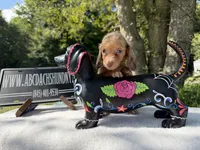 Russian, a female Miniature Dachshund for sale in Oneonta, NY – 5 of 9