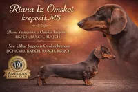 Champion bred Russian dapple lh, a female Miniature Dachshund for sale in Oneonta, NY – 6 of 10