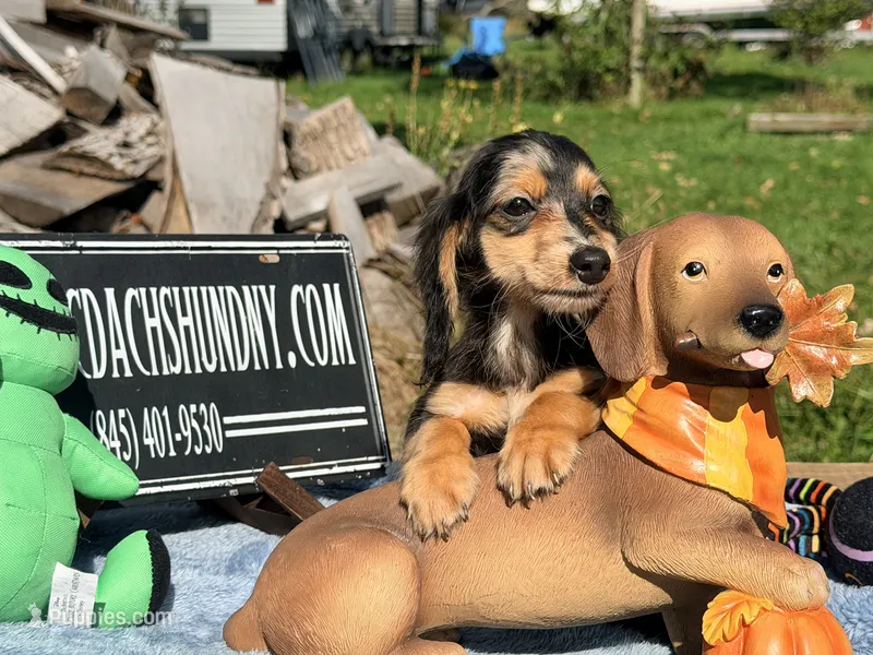 Russian – Miniature Dachshund puppy for sale in Oneonta, NY