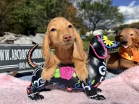 Russian AKC Carrie’s cream, a female Miniature Dachshund for sale in Oneonta, NY – 3 of 7