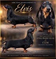 Biss Gold GCH sired, a male Miniature Dachshund for sale in Oneonta, NY – 2 of 6