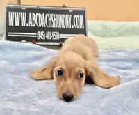 AKC S.African, a male Miniature Dachshund for sale in Oneonta, NY – 10 of 10
