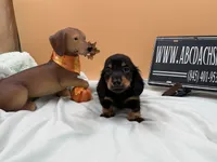 Russian AKC LH, a male Miniature Dachshund for sale in Oneonta, NY – 3 of 9