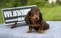 Ch Russian, a male Miniature Dachshund for sale in Oneonta, NY – 8 of 10