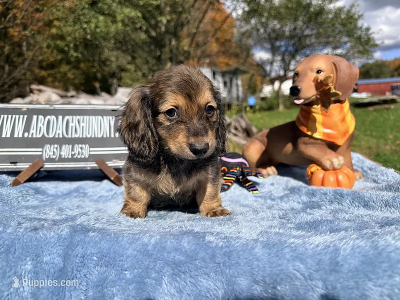 Uk import cream – Miniature Dachshund puppy for sale in Oneonta, NY