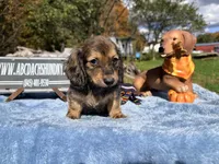 Uk import cream, a male Miniature Dachshund for sale in Oneonta, NY – 1 of 8