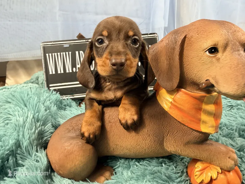 Champion bred LH male russian – Miniature Dachshund puppy for sale in Oneonta, NY