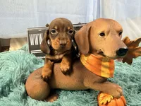Champion bred LH male russian, a male Miniature Dachshund for sale in Oneonta, NY – 2 of 10