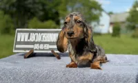 AKC show boy- russian sale, a male Miniature Dachshund for sale in Oneonta, NY – 6 of 10