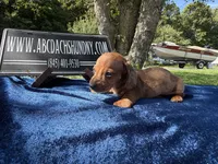 Russian smooth red dapple, a male Dachshund for sale in Oneonta, NY – 3 of 7