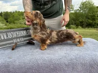 Pork chops AKC show boy , a male Miniature Dachshund for sale in Oneonta, NY – 1 of 10