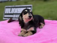Russian sale, a female Miniature Dachshund for sale in Oneonta, NY – 5 of 10